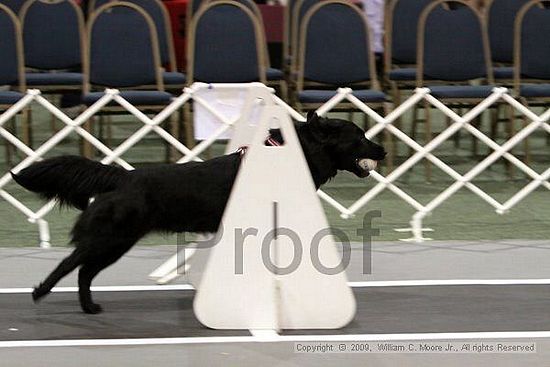 Dawg Derby Flyball Tournement<br />July 11, 2009<br />Classic Center<br />Athens, Ga