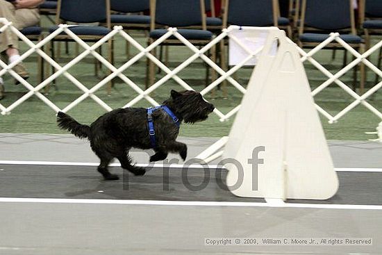 Dawg Derby Flyball Tournement<br />July 11, 2009<br />Classic Center<br />Athens, Ga