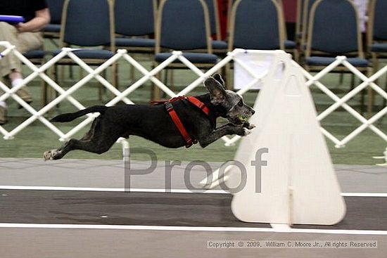 Dawg Derby Flyball Tournement<br />July 11, 2009<br />Classic Center<br />Athens, Ga