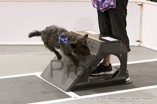 Dawg Derby Flyball Tournement<br />July 11, 2009<br />Classic Center<br />Athens, Ga