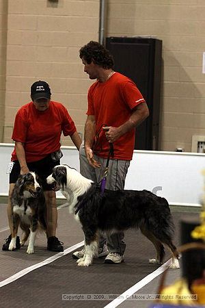 Dawg Derby Flyball Tournement<br />July 11, 2009<br />Classic Center<br />Athens, Ga