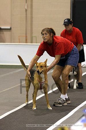 Dawg Derby Flyball Tournement<br />July 11, 2009<br />Classic Center<br />Athens, Ga