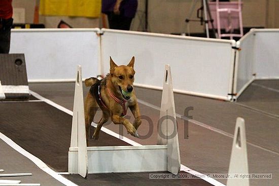 Dawg Derby Flyball Tournement<br />July 11, 2009<br />Classic Center<br />Athens, Ga