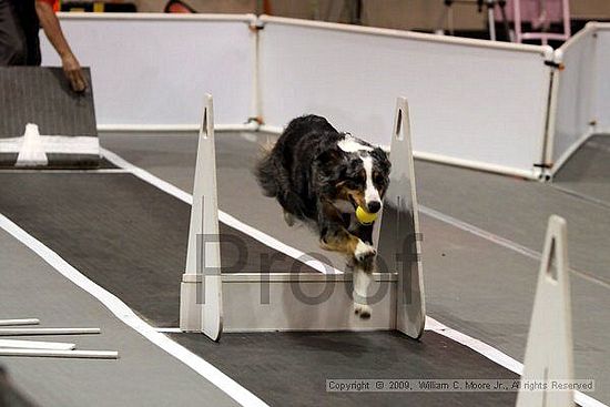 Dawg Derby Flyball Tournement<br />July 11, 2009<br />Classic Center<br />Athens, Ga