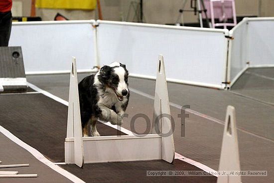 Dawg Derby Flyball Tournement<br />July 11, 2009<br />Classic Center<br />Athens, Ga