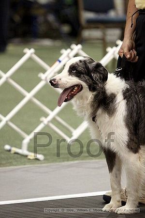 Dawg Derby Flyball Tournement<br />July 11, 2009<br />Classic Center<br />Athens, Ga