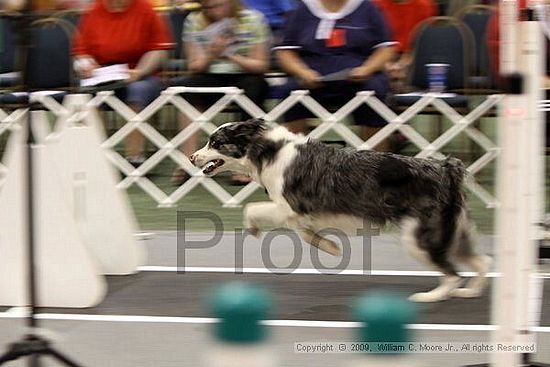 Dawg Derby Flyball Tournement<br />July 11, 2009<br />Classic Center<br />Athens, Ga