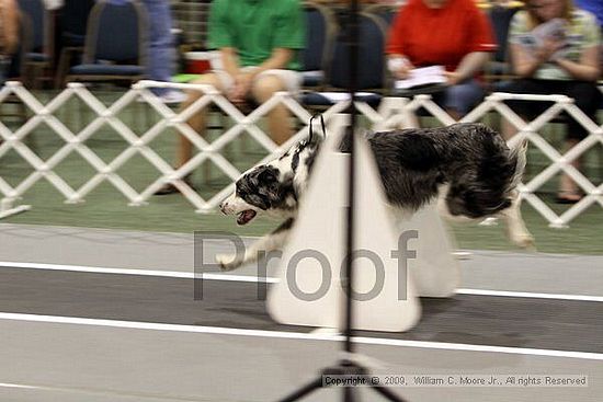 Dawg Derby Flyball Tournement<br />July 11, 2009<br />Classic Center<br />Athens, Ga