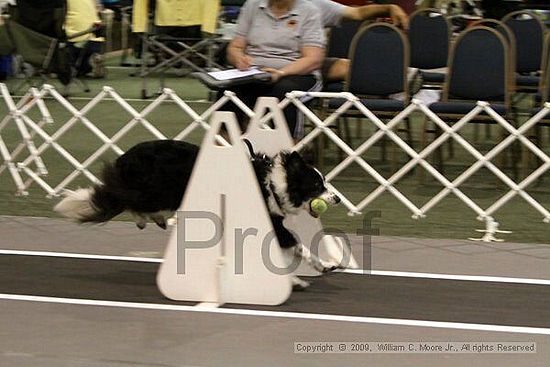 Dawg Derby Flyball Tournement<br />July 11, 2009<br />Classic Center<br />Athens, Ga