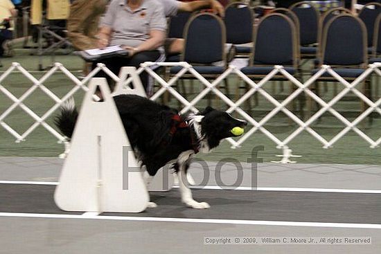 Dawg Derby Flyball Tournement<br />July 11, 2009<br />Classic Center<br />Athens, Ga