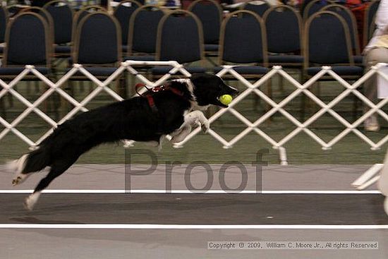 Dawg Derby Flyball Tournement<br />July 11, 2009<br />Classic Center<br />Athens, Ga