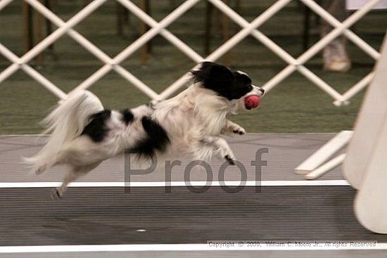 Dawg Derby Flyball Tournement<br />July 11, 2009<br />Classic Center<br />Athens, Ga