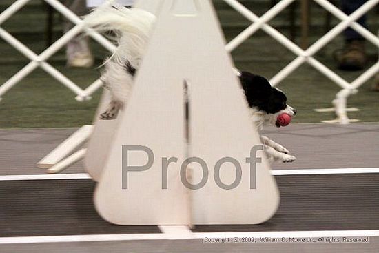 Dawg Derby Flyball Tournement<br />July 11, 2009<br />Classic Center<br />Athens, Ga