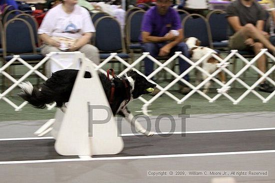 Dawg Derby Flyball Tournement<br />July 11, 2009<br />Classic Center<br />Athens, Ga