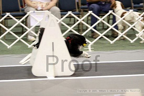 Dawg Derby Flyball Tournement<br />July 11, 2009<br />Classic Center<br />Athens, Ga