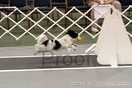 Dawg Derby Flyball Tournement<br />July 11, 2009<br />Classic Center<br />Athens, Ga