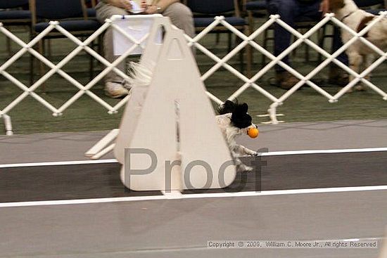 Dawg Derby Flyball Tournement<br />July 11, 2009<br />Classic Center<br />Athens, Ga