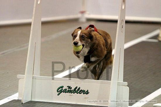 Dawg Derby Flyball Tournement<br />July 11, 2009<br />Classic Center<br />Athens, Ga