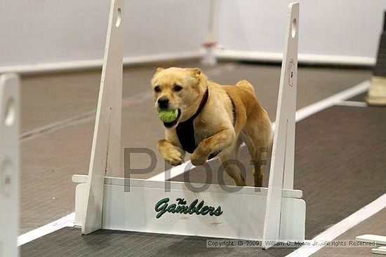 Dawg Derby Flyball Tournement<br />July 11, 2009<br />Classic Center<br />Athens, Ga