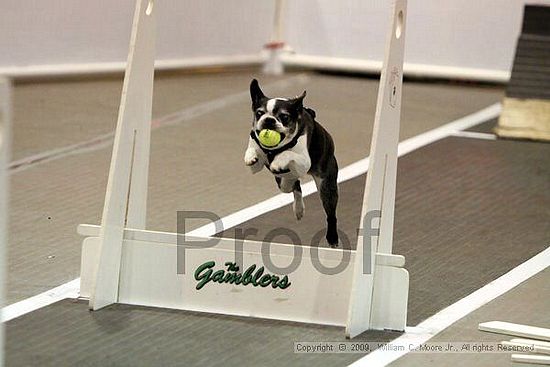 Dawg Derby Flyball Tournement<br />July 11, 2009<br />Classic Center<br />Athens, Ga