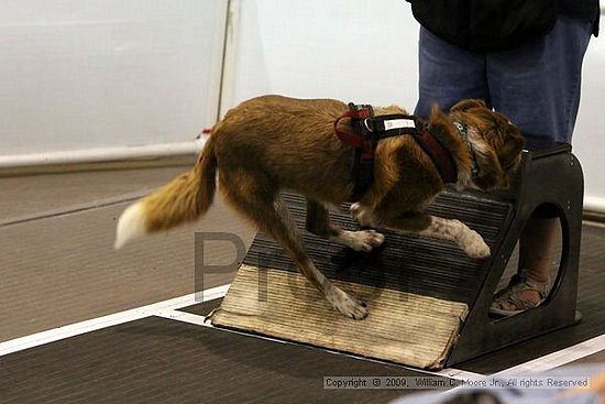 Dawg Derby Flyball Tournement<br />July 11, 2009<br />Classic Center<br />Athens, Ga