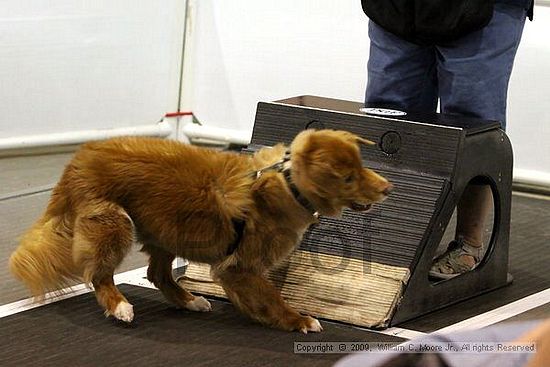 Dawg Derby Flyball Tournement<br />July 11, 2009<br />Classic Center<br />Athens, Ga