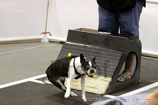 Dawg Derby Flyball Tournement<br />July 11, 2009<br />Classic Center<br />Athens, Ga