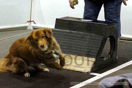 Dawg Derby Flyball Tournement<br />July 11, 2009<br />Classic Center<br />Athens, Ga