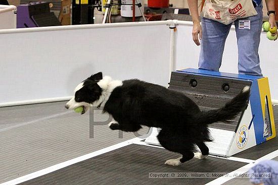 Dawg Derby Flyball Tournement<br />July 11, 2009<br />Classic Center<br />Athens, Ga