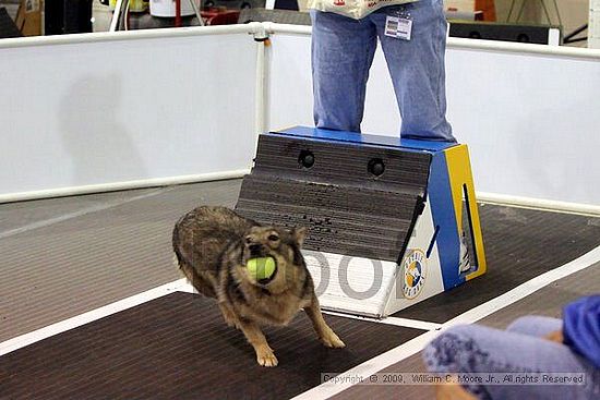 Dawg Derby Flyball Tournement<br />July 11, 2009<br />Classic Center<br />Athens, Ga