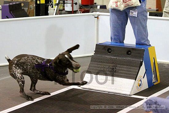 Dawg Derby Flyball Tournement<br />July 11, 2009<br />Classic Center<br />Athens, Ga