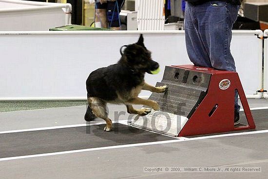 Dawg Derby Flyball Tournement<br />July 11, 2009<br />Classic Center<br />Athens, Ga