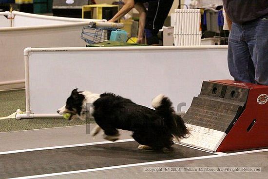 Dawg Derby Flyball Tournement<br />July 11, 2009<br />Classic Center<br />Athens, Ga