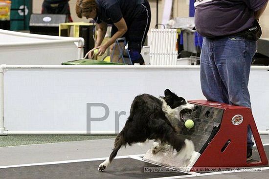 Dawg Derby Flyball Tournement<br />July 11, 2009<br />Classic Center<br />Athens, Ga