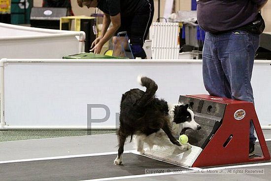 Dawg Derby Flyball Tournement<br />July 11, 2009<br />Classic Center<br />Athens, Ga