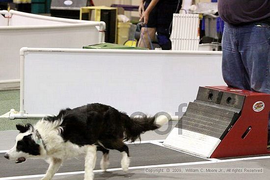 Dawg Derby Flyball Tournement<br />July 11, 2009<br />Classic Center<br />Athens, Ga