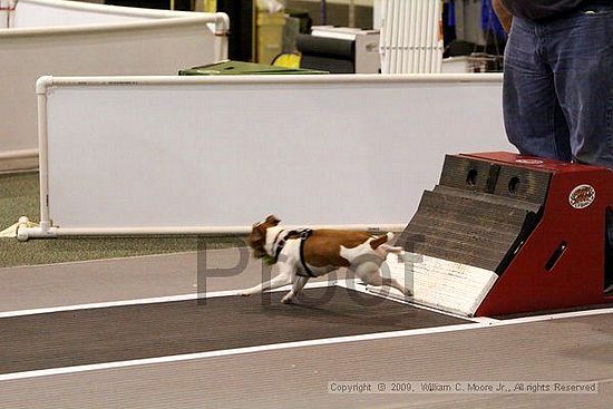 Dawg Derby Flyball Tournement<br />July 11, 2009<br />Classic Center<br />Athens, Ga