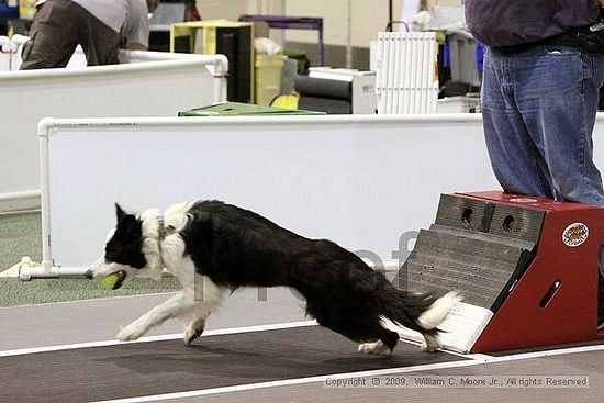 Dawg Derby Flyball Tournement<br />July 11, 2009<br />Classic Center<br />Athens, Ga