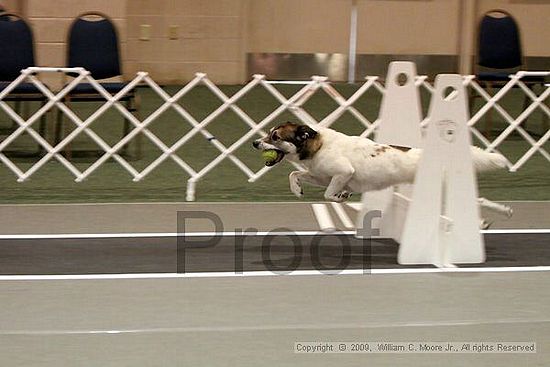 Dawg Derby Flyball Tournement<br />July 11, 2009<br />Classic Center<br />Athens, Ga