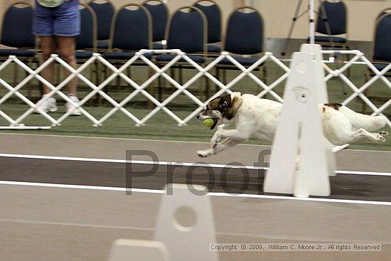 Dawg Derby Flyball Tournement<br />July 11, 2009<br />Classic Center<br />Athens, Ga