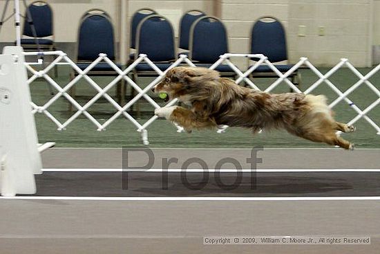 Dawg Derby Flyball Tournement<br />July 11, 2009<br />Classic Center<br />Athens, Ga