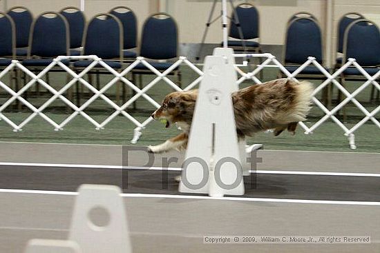 Dawg Derby Flyball Tournement<br />July 11, 2009<br />Classic Center<br />Athens, Ga