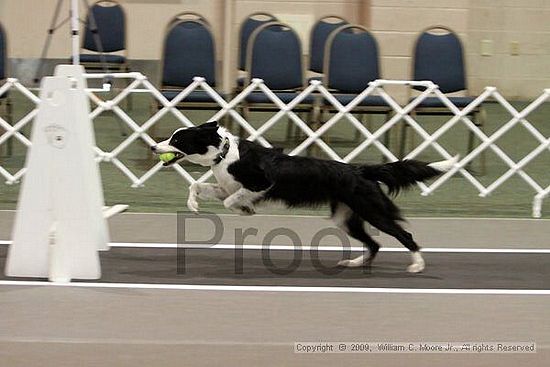 Dawg Derby Flyball Tournement<br />July 11, 2009<br />Classic Center<br />Athens, Ga