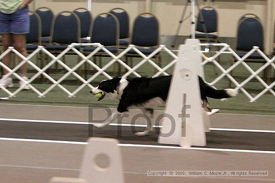 Dawg Derby Flyball Tournement<br />July 11, 2009<br />Classic Center<br />Athens, Ga