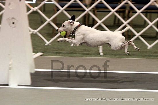 Dawg Derby Flyball Tournement<br />July 11, 2009<br />Classic Center<br />Athens, Ga