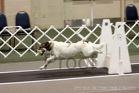 Dawg Derby Flyball Tournement<br />July 11, 2009<br />Classic Center<br />Athens, Ga