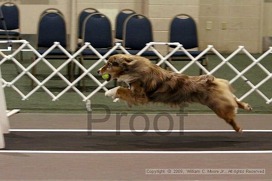 Dawg Derby Flyball Tournement<br />July 11, 2009<br />Classic Center<br />Athens, Ga