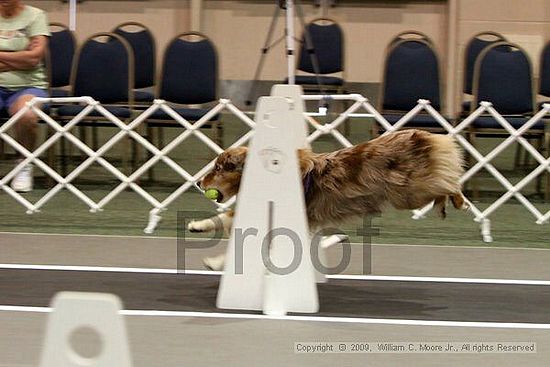 Dawg Derby Flyball Tournement<br />July 11, 2009<br />Classic Center<br />Athens, Ga