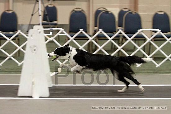 Dawg Derby Flyball Tournement<br />July 11, 2009<br />Classic Center<br />Athens, Ga