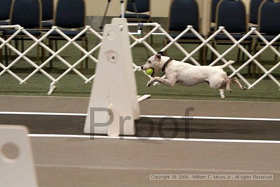 Dawg Derby Flyball Tournement<br />July 11, 2009<br />Classic Center<br />Athens, Ga